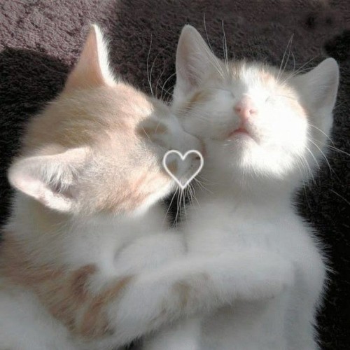 💕𝙺𝚒𝚝𝚝𝚢 𝚌𝚊𝚝 𝚜𝚝𝚒𝚖𝚋𝚘𝚊𝚛𝚍 (๑✪ω✪๑)♡