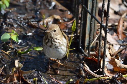 Hermit thrush at the Loch (April 2020)