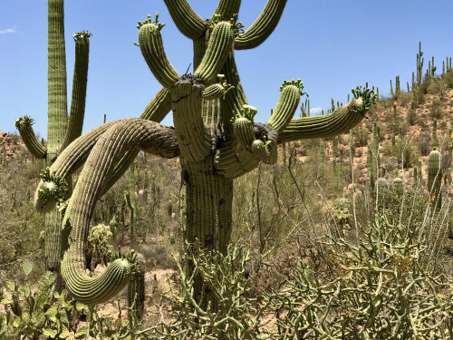 Saguaro (Carnegiea gigantea), Tucson Mountains, Arizona.