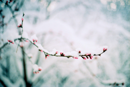 melodyandviolence:  by 彌張 