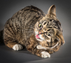 ainawgsd: Shake Cats Amazing photographs of cats shaking by Carli Davidson! 