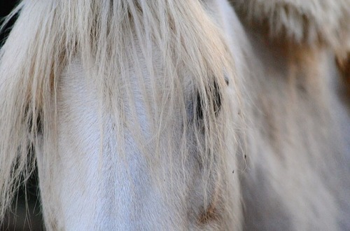 equine photography