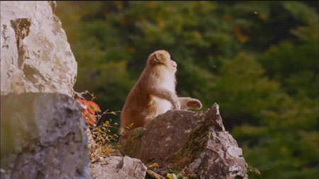  Gotcha! The breathtaking ‘Snow Monkeys’ is coming to Nature on PBS on Wednesday,