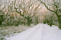 lomopotato:  oak manor by aliwithers on Flickr.