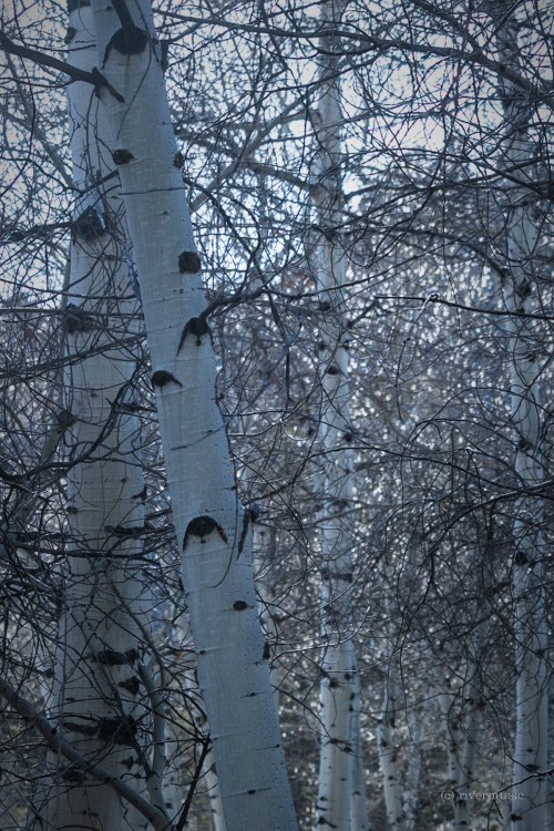 Morning light through Aspen catkins, Shoshone National Forest, Wyoming&copy; riverwindphotograph