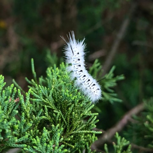 Anyone Recognize This Bug? Spotted In The Northeast US. Very Cute And Fluffy. Click For Quality :)