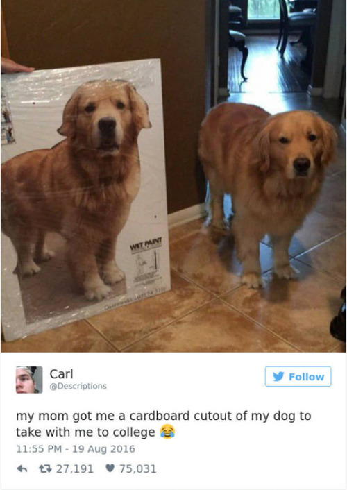 sensationalsparrow: wwinterweb: The Best Dog Tweets of 2016 (see 30 more) That last one…