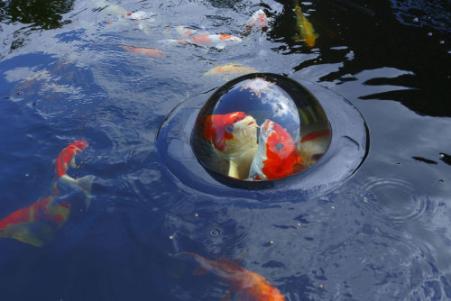 tumblesheeb:boredpanda:Floating See-Through Dome Lets Fish Look At The Outside Worldgaze into the&nb