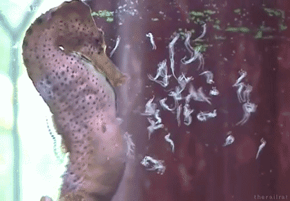 spacevortex:   A male Seahorse giving birth.  