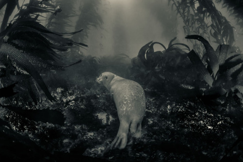 earth-song:  The Most Spectacular Wildlife Photos From The National Geographic Traveler Photo Contest - Curiosity of a Chimpanzee in men | Photo and caption by Susan Van Dalsen /National Geographic Traveler Photo Contest  - Fènec The soul of the