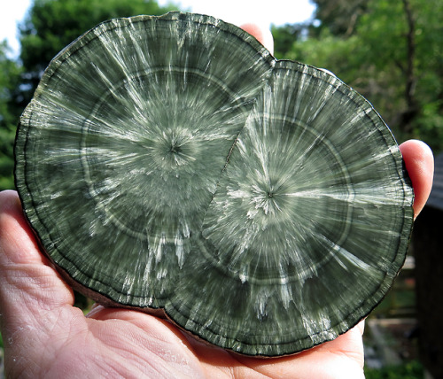 ghminerals: 5.25 inch Twin Seraphinite (Clinochlore) stalactite polished slice, Irkutskaya Oblast, E