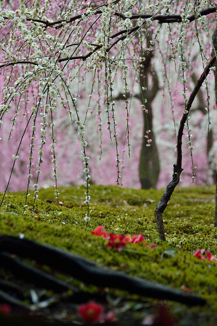 At the Jonangu shrine, Kyoto, Japan. Photography by Yuta on Flickr