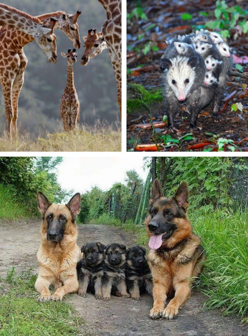 tastefullyoffensive:  Family Photos [via]Previously: Before and After Photos of Animals Growing Up