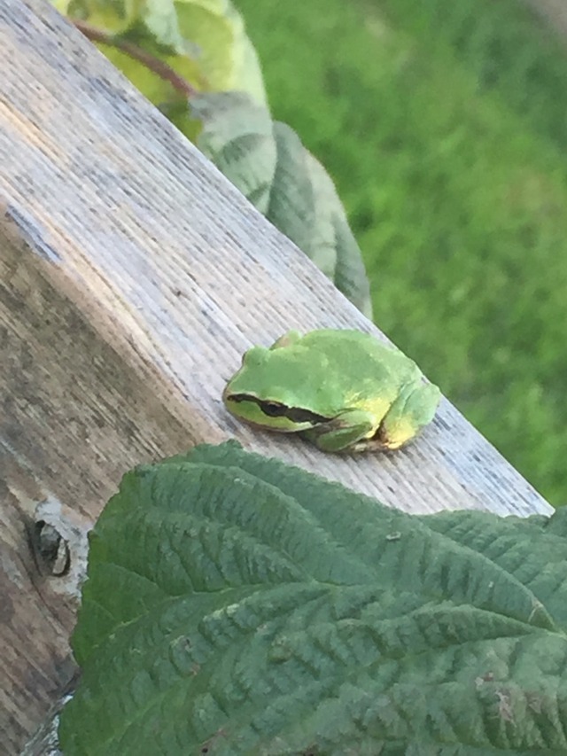 Frog Blog!! — a frog i found in the raspberry garden in m...
