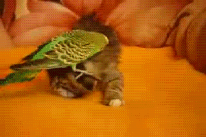 gif-giz:  Arabamin Modeli  Thus the avians finally discovered the fatal weakness of the felines.  Its the top of their heads.