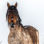 horseswithnames