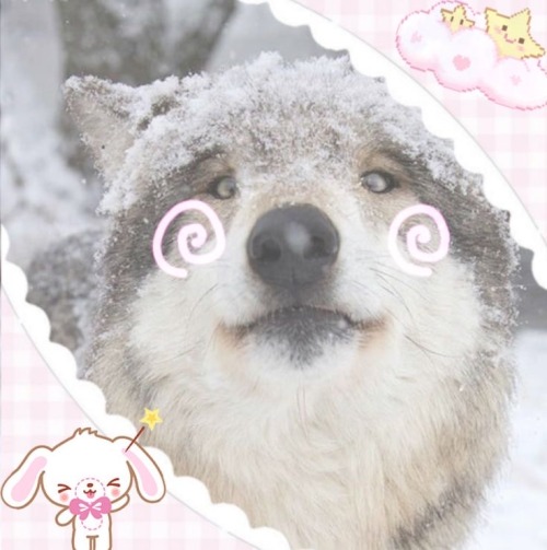 CUTE WOLVES!!!