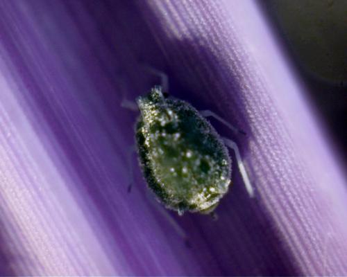 Waxy aphid on miscanthus. We study miscanthus at the greenhouse for its potential to be used in biof