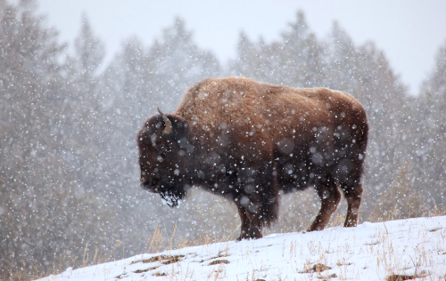 cdn-apex-predator:  nubbsgalore: plusieurs animaux en hiver. (x, x, x, x, x, x, x)  @coloradoqueen 