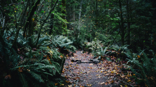 Forest Walker by John Westrock Via Flickr: Full photo set available on my Tumblr. Trail to Poo Poo P