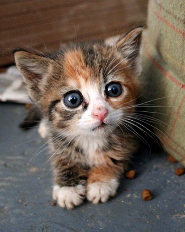 Black calico kittens