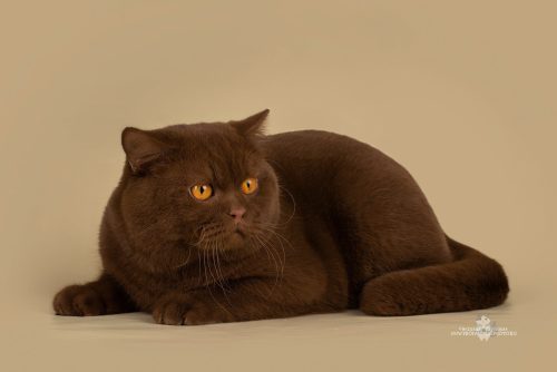 pudgykitties:scottishstraight:Chocolate with BrandyChocolate chonk “Perhaps it is YOU who is t