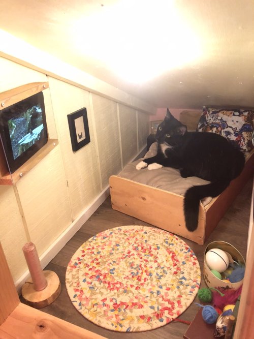 redlipstickresurrected:    Cinnamon Bear, Bryan Davies - Here is the bedroom we finished for our rescued shelter cat (Wyatt) this weekend. He actually goes in to nap and watch birds on YouTube :). Fame hasn’t gone to Wyatt’s head, even after he got
