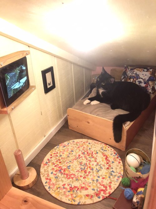 redlipstickresurrected:  Cinnamon Bear, Bryan Davies - Here is the bedroom we finished for our rescued shelter cat (Wyatt) this weekend. He actually goes in to nap and watch birds on YouTube :). Fame hasn’t gone to Wyatt’s head, even after he got