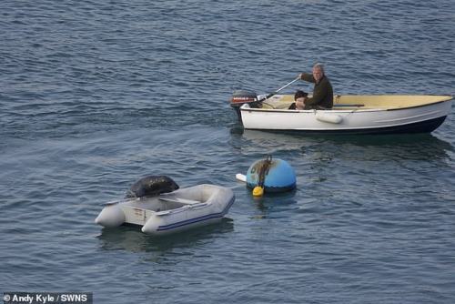 slushyseals: This senseless act of cruelty was captured in Dartmouth, Devon UK  The friendly mammal,