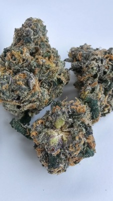 chels-sm0kes:  cloudydazeog:  chels-sm0kes: This Sherbert is so dank😻🍁 The Sherbert I’ve smoked never looked so good!   Really???? I always find fire sherbert but this was by far the best Ive smoked of this strain!