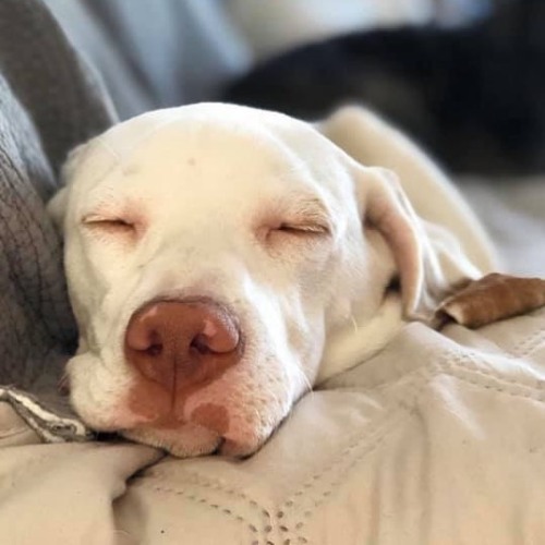 Peaceful Puppy Moment. The Crazy Will Start In 3, 2, 1.
