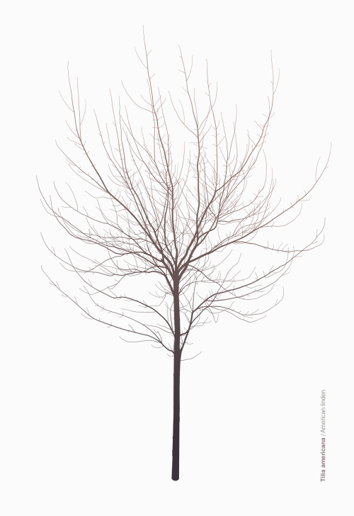 + wolframgrafik Herbarium: Specimen 27.Tilia americana - American linden, tree.A vector graphic, fra