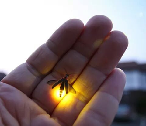 asubssoul2013:  Some of favorite memories are of chasing fireflies ……