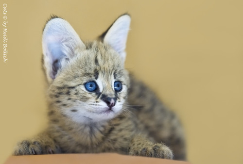 Serval Kitten(via Heidi Bollich)