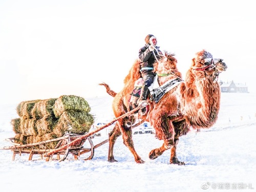 Winter life for people living in Buryat, Hulun Buir Grassland. Photo by 诺恩吉雅HL.