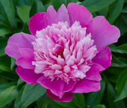 bwwhitney:  Peony 14 June 2015   Paeonie