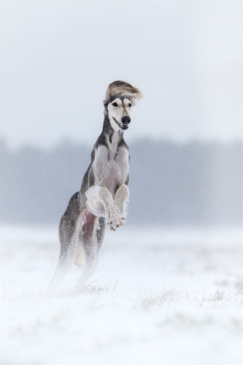 HazelLook at her paws. &lt;3Able to run 70 km/h (43 mph)&lt;And what a winter we have here. SNOW!!! 