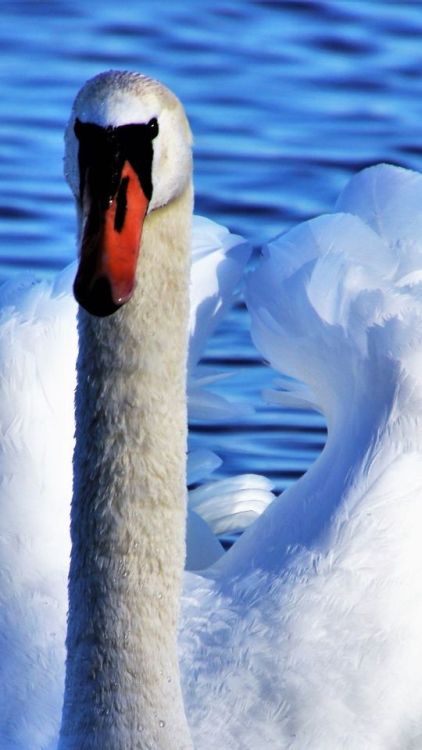 White, swan, seabird, 720x1280 wallpaper @wallpapersmug : ift.tt/2FI4itB - ift.tt/2J