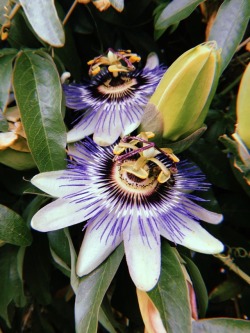 we-are-all-one-tribe:  passion flower