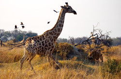 Mortality Is Our Lifelong Companion (Giraffe And Lion On The Serengeti)