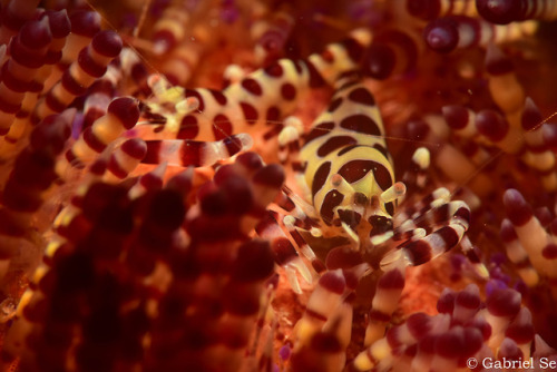 a pair of coleman shrimp on a fire urchin. photo taken in Anilao, Batangas, Philippines