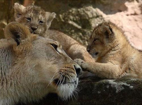 XXX Love’s touch (Lioness and her cubs) photo