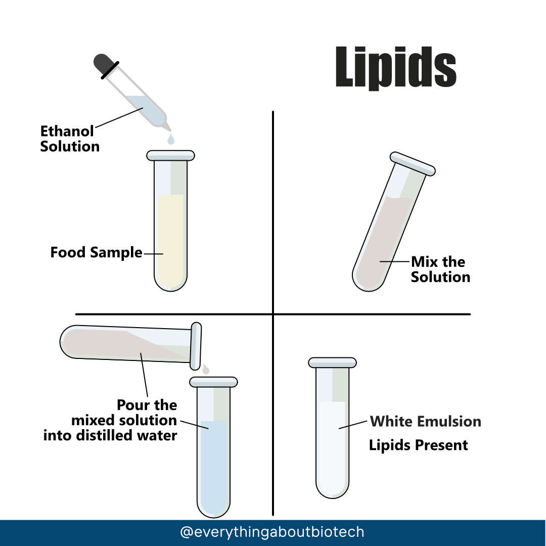 Everything About Biotech FOOD TESTS 54 OFF everything-about-biotech-food-tests-54-off