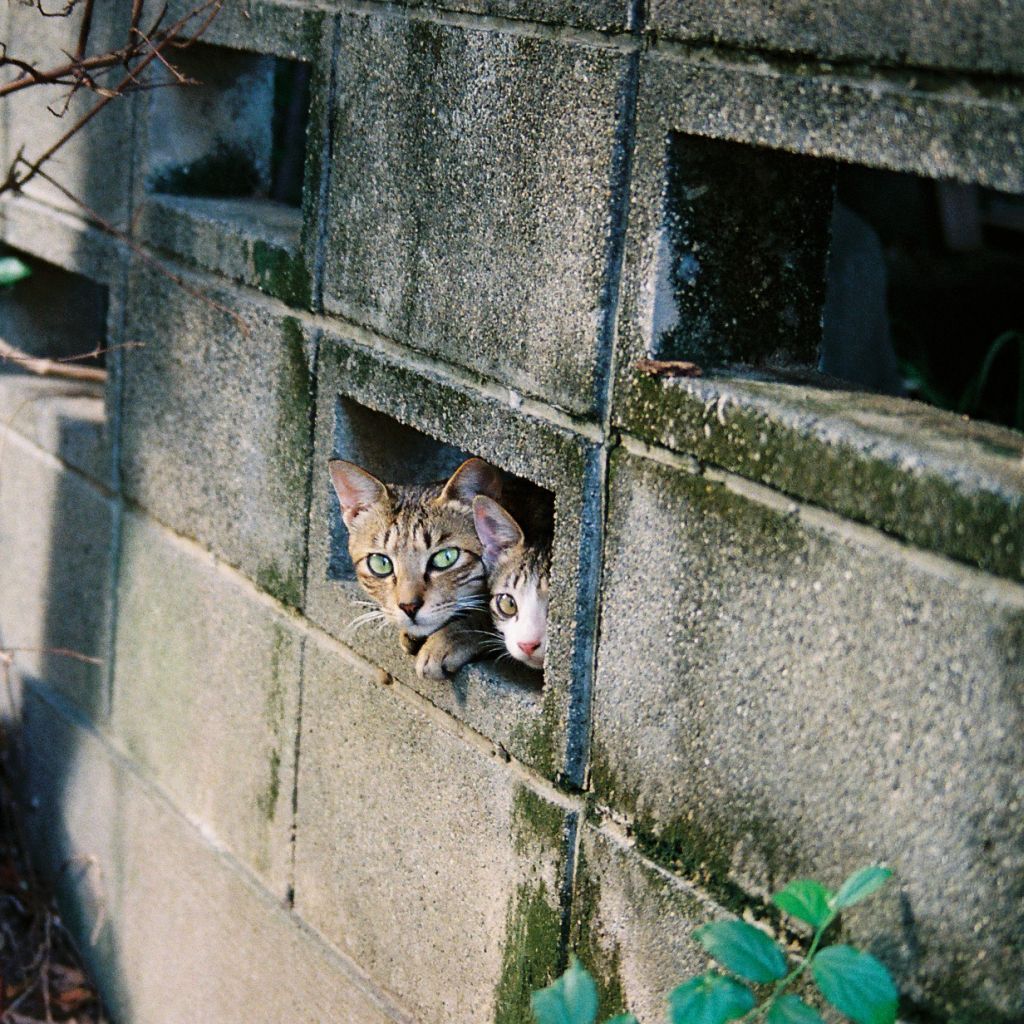 megazal:
“peeping cat (via nekojimakeibu)
”