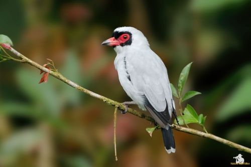 Masked Tityra ♂️ #nature_worldwide_birds  #bird_captures #your_best_birds #birdphotography #maskedti