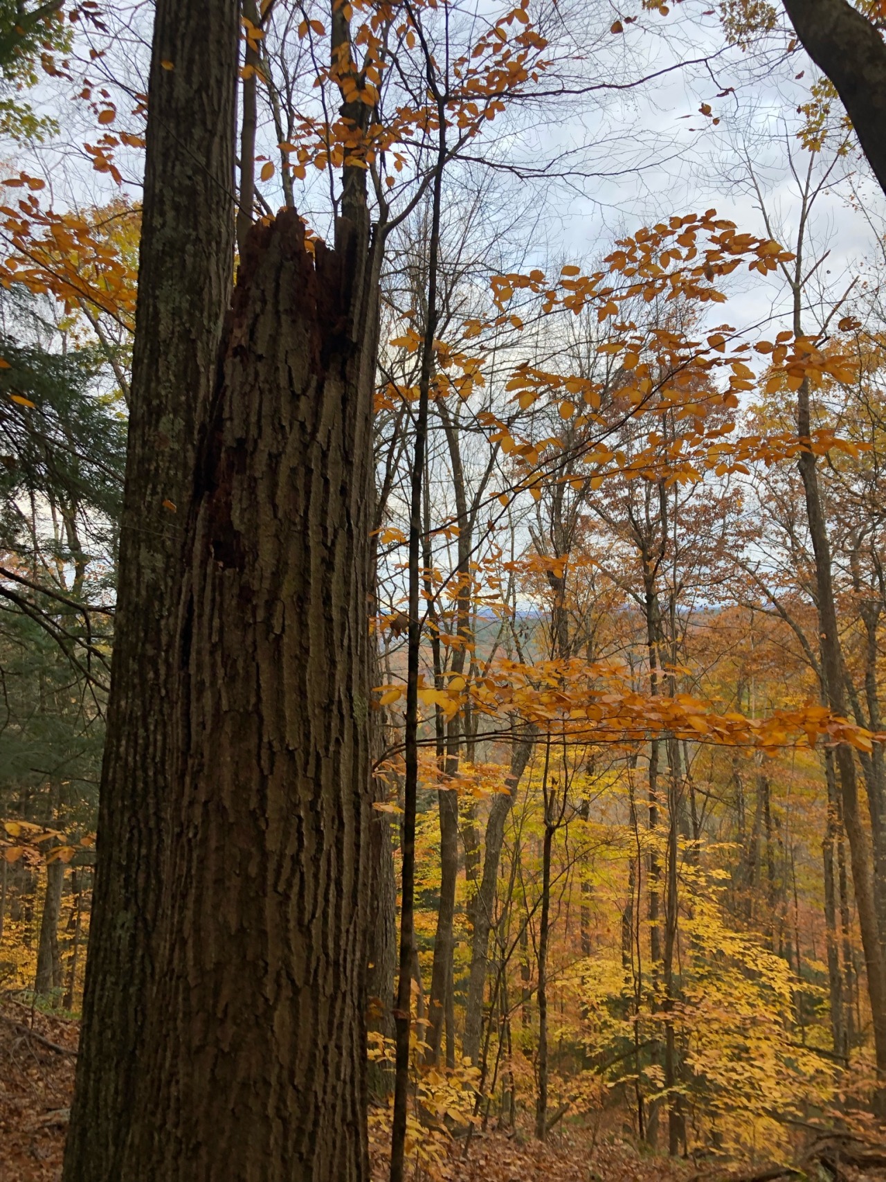 a shot of the forest . on the left is a brown snag reaching about 3/4 way up photo . in bg is skinny orange and yellow leafed trees and cloudy gray sky