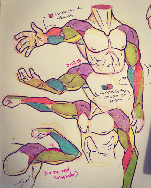 Various Arm Studies Implementing Simplified Muscle Structures For Better Understanding And Quick-hand