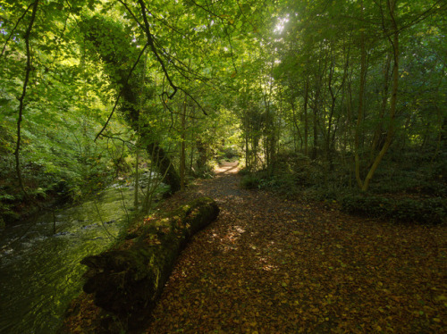 Crawfordsburn Country Park by jonas andersson