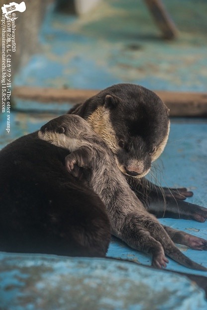 maggielovesotters:  Wanting to stay close to mum…  Source:http://photozou.jp/photo/show/300340/221534835