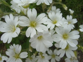 Birth Flower 4月25日誕生花 セラスチウム 花言葉 幸福 才能 4月25日出来事